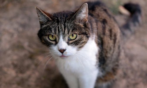 Pétition : Obligation légale de la stérilisation des chats en France