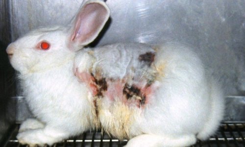 NON aux tests cosmétiques et divers sur les animaux dans le monde
