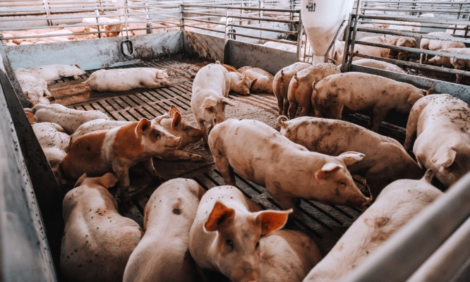 Non à l'implantation d'une porcherie à Eparres !