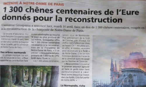 Sauvons 1300 arbres centenaires destinés à la reconstruction de la charpente de Notre-Dame