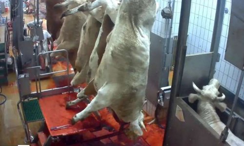 Contre les élevages intensifs, les fermes usines et les énormes abattoirs