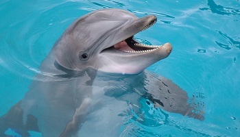 Stop au massacre des dauphins à Taiji au Japon