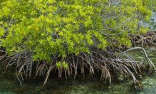 Pétition : Mangroves en danger !
