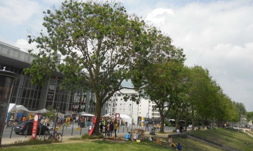 Pétition : Non a la menace d'abattage des arbres centenaires bd ayrault quai de la savatte face au château d'Angers