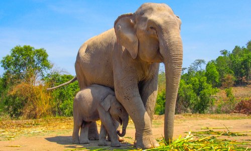 Sauvegarde des éléphants au Botswana : interdiction du braconnage