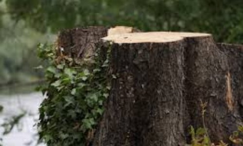 Pétition : Non au massacre des arbres du boulevard Joffre à Bourg la Reine