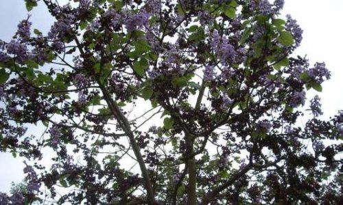 Contre l'arrachage de NEUF arbres Place Jussieu, Paris 5ème