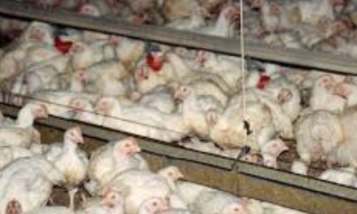 Contre l'extension d'un élevage avicole de 170.000 poulets à Wasseiges