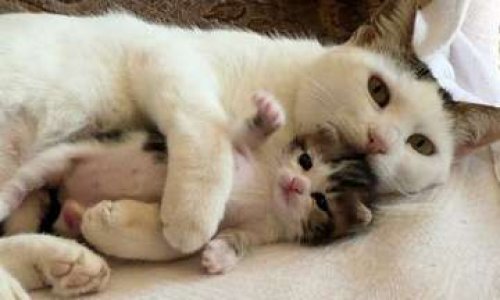 Protéger le lien maternel mère chatte- chatons pendant les 3 premiers mois de leurs vies