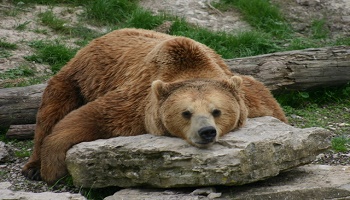 Stoppons le trafic de bile d'ours