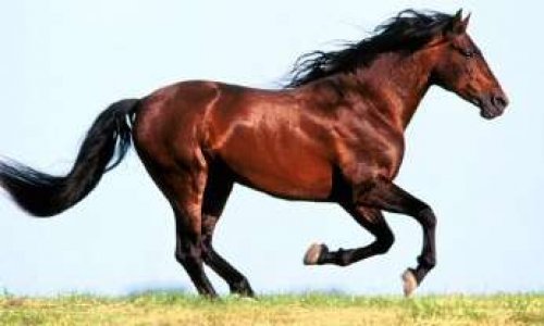 Trouver une copine pour Martin