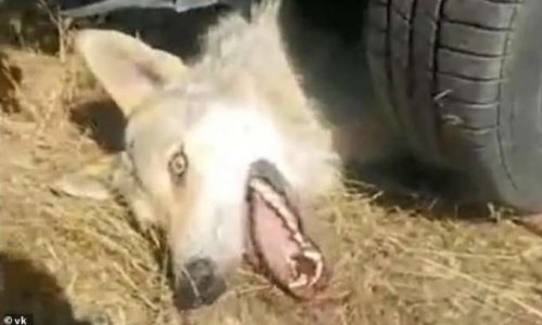 Justice pour le loup martyr de Russie, torturé et tué par des bergers qui voulaient venger 200 moutons