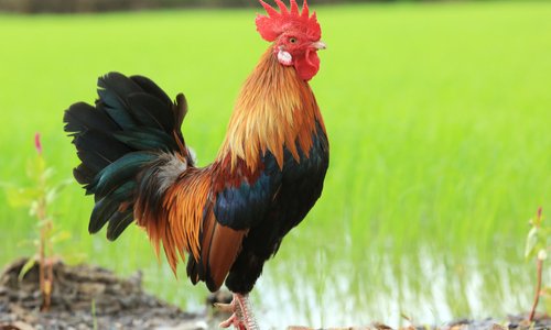 Soutien au maire de Gajac 33430 qui veut faire classer les bruits de la campagne au Patrimoine National.