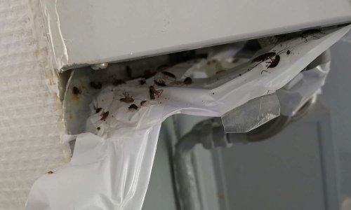 Infection de cafards dans les logements
