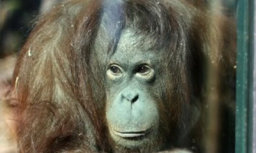 Pétition : Sortons les orangs-outans de la ménagerie du Jardin des Plantes de Paris de leur prison !