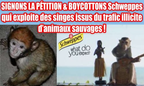 Pétition : SIGNONS LA PÉTITION & BOYCOTTONS Schweppes qui exploite des singes issus du trafic illicite d’animaux sauvages !