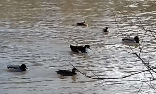 Pour que la chasse ne soit pas autorisée dans la Réserve Naturelle des Ramières  le long de la Drôme, zone qui constitue un refuge pour les canards et la faune sauvage.