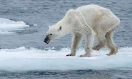 Pétition : Sauvons les ours polaires