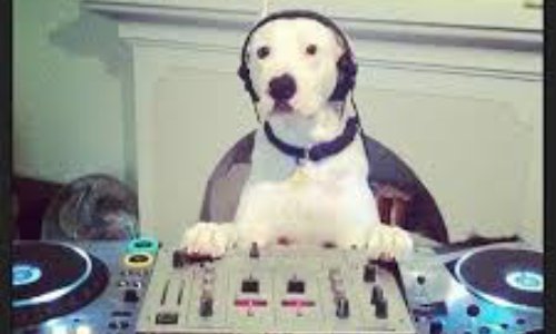 ON DIT STOP AU MAUVAIS DJ !