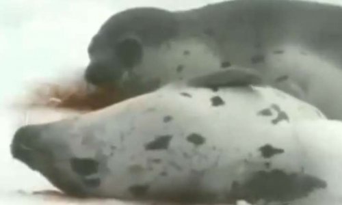 Contre la chasse des bébés phoques et phoques adultes