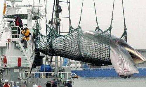 Non à la réautorisation de la chasse à la baleines au Japon
