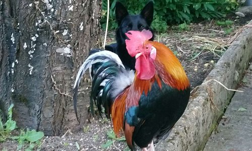 Sauvez Coco, le coq margnotin