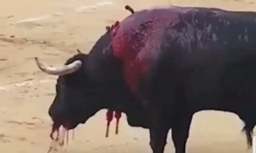 Stop aux massacres des taureaux dans les arènes d'Espagne