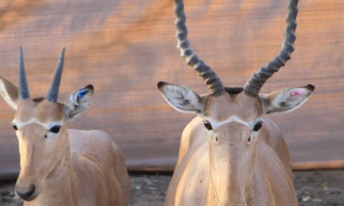Hirola - antilope en danger critique d'extinction