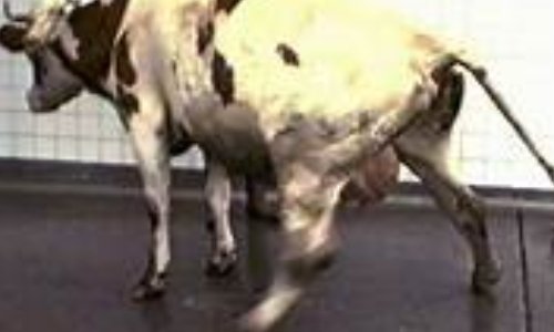 Non &agrave; la viande venant du Canada