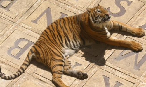 Interdire les animaux sauvages dans les émissions de jeux télévisés : les tigres de Fort Boyard