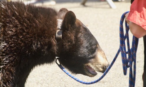 Non à l'exploitation de l'ours Valentin à Virecourt (54) le dimanche 8 septembre 2019
