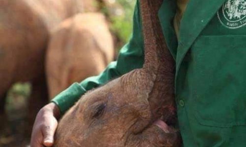 STOP au trafic d'ivoire des éléphants !