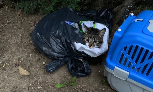 Mulhouse : un chat abandonné et jeté dans un sac poubelle !