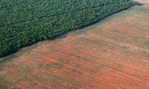 URGENCE AMAZONIE : Stop à la déforestation ! Sauvons notre planète !