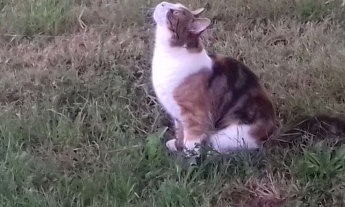 Recensement des animaux domestiques