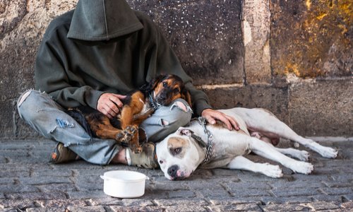 Stérilisation gratuite pour les animaux des personnes sans domicile fixe !