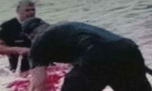 Stop ce massacre! Protégeons les phoques et les dauphins