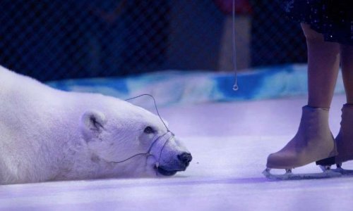 Libérez l'ours polaire du cirque Ivanovo