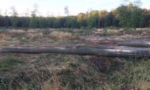 Arrêter le massacre de coupe et de surexploitation de la forêt de Mormal dans le Nord de la France
