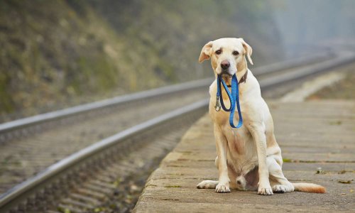 SNCF : par pitié, STOP aux amendes arbitraires envers nos chiens !