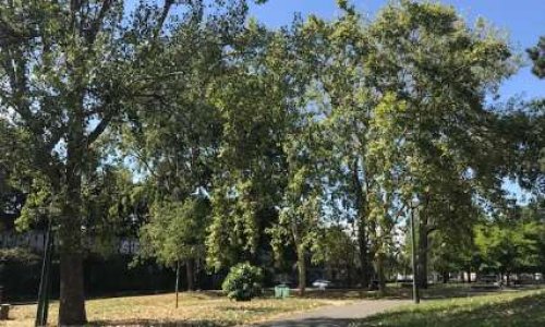 Non à la destruction du square Forceval et de ses arbres