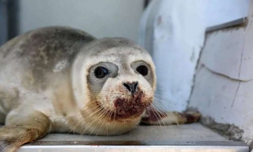 Justice pour le bébé phoque assassiné à coups de pieds sur une plage de Dunkerque