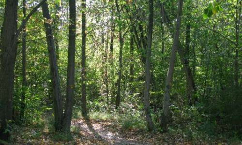 Sauvons une parcelle boisée en face de Jardiland