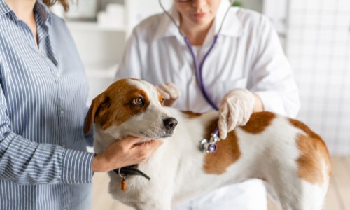 Pour que la TVA diminue de 20% à 6% sur les factures vétérinaires