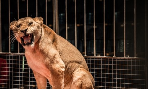 STOP aux cirques avec animaux à Achères