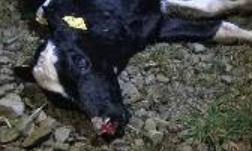 Stop à la maltraitance des veaux engraissés pour leur viande