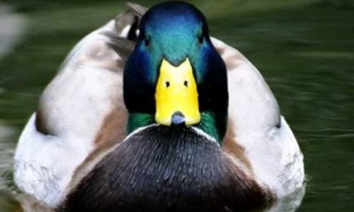 pour que tout les membres appartenant au groupe instagram téléchargent discord afin de pourvoir y faire la même chose en mieux