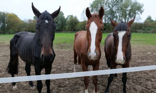 Le cas du Haras Latino, agir pour la fin de la maltraitance des chevaux, appel aux dons