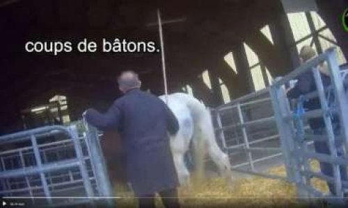 Pétition : Chevaux entassés et battus lors d'une foire