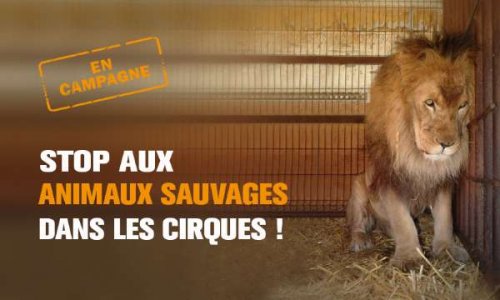 Pas de cirques avec animaux à Troyes